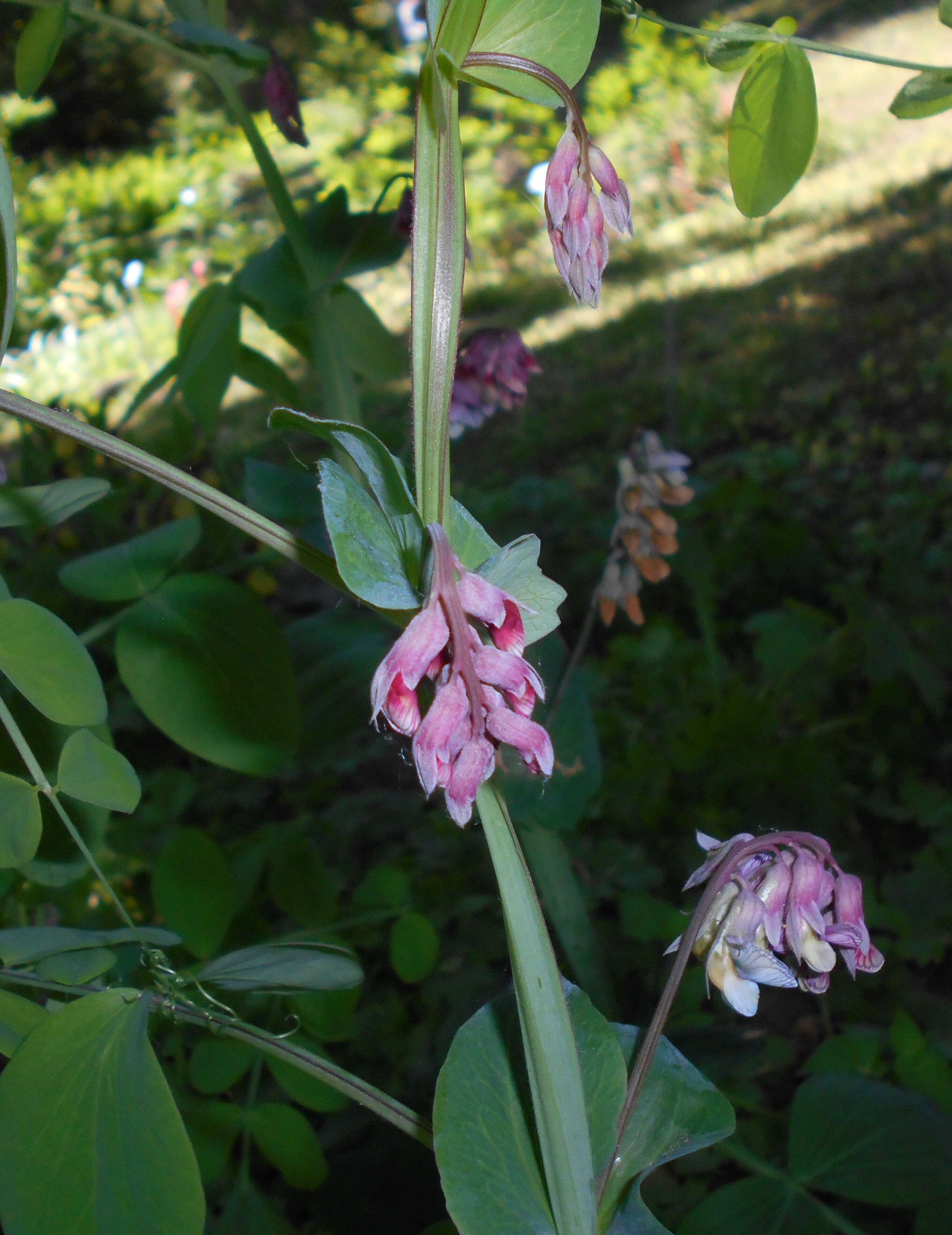 Image of Lathyrus pisiformis L.