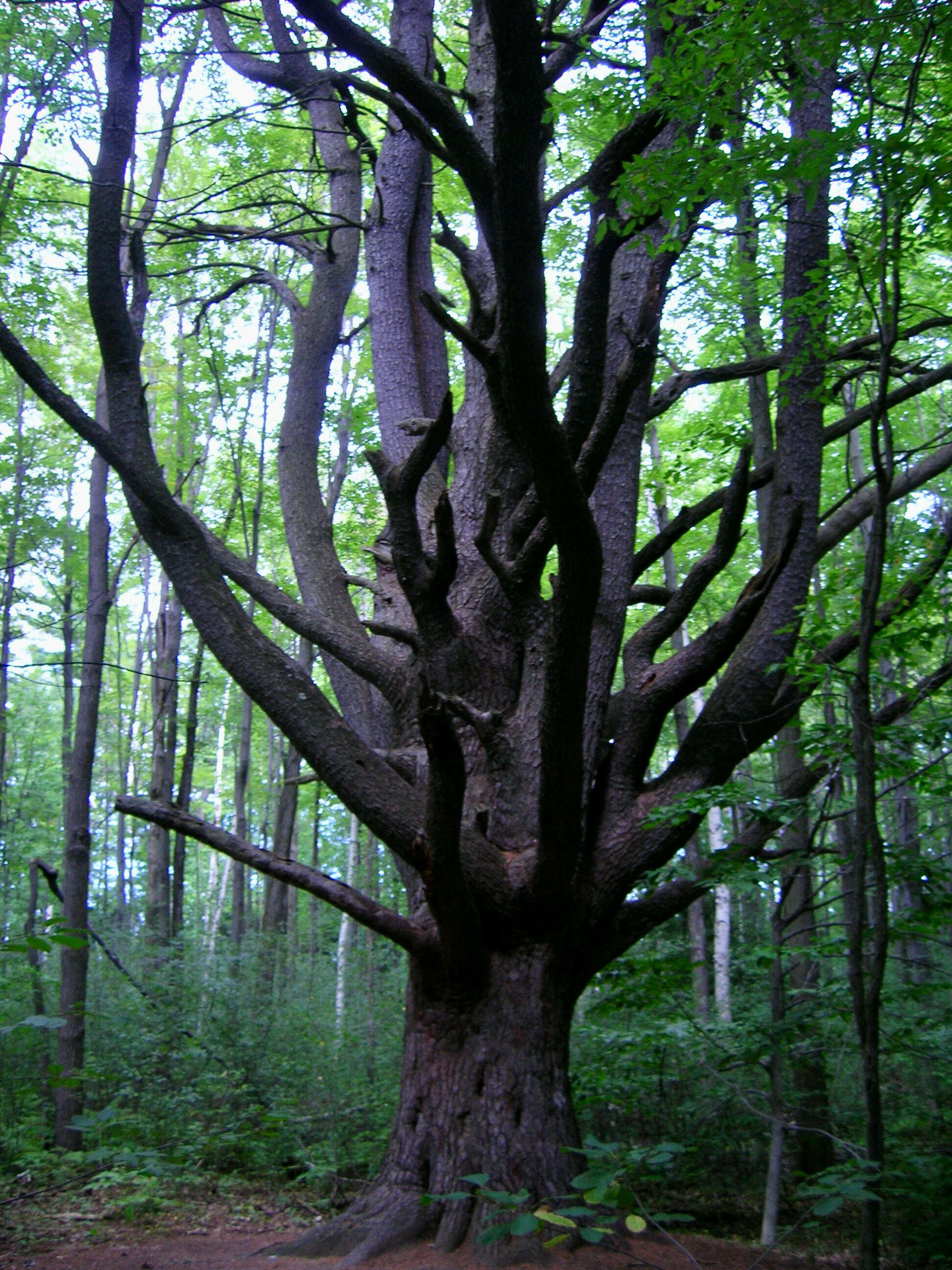 Image of eastern white pine