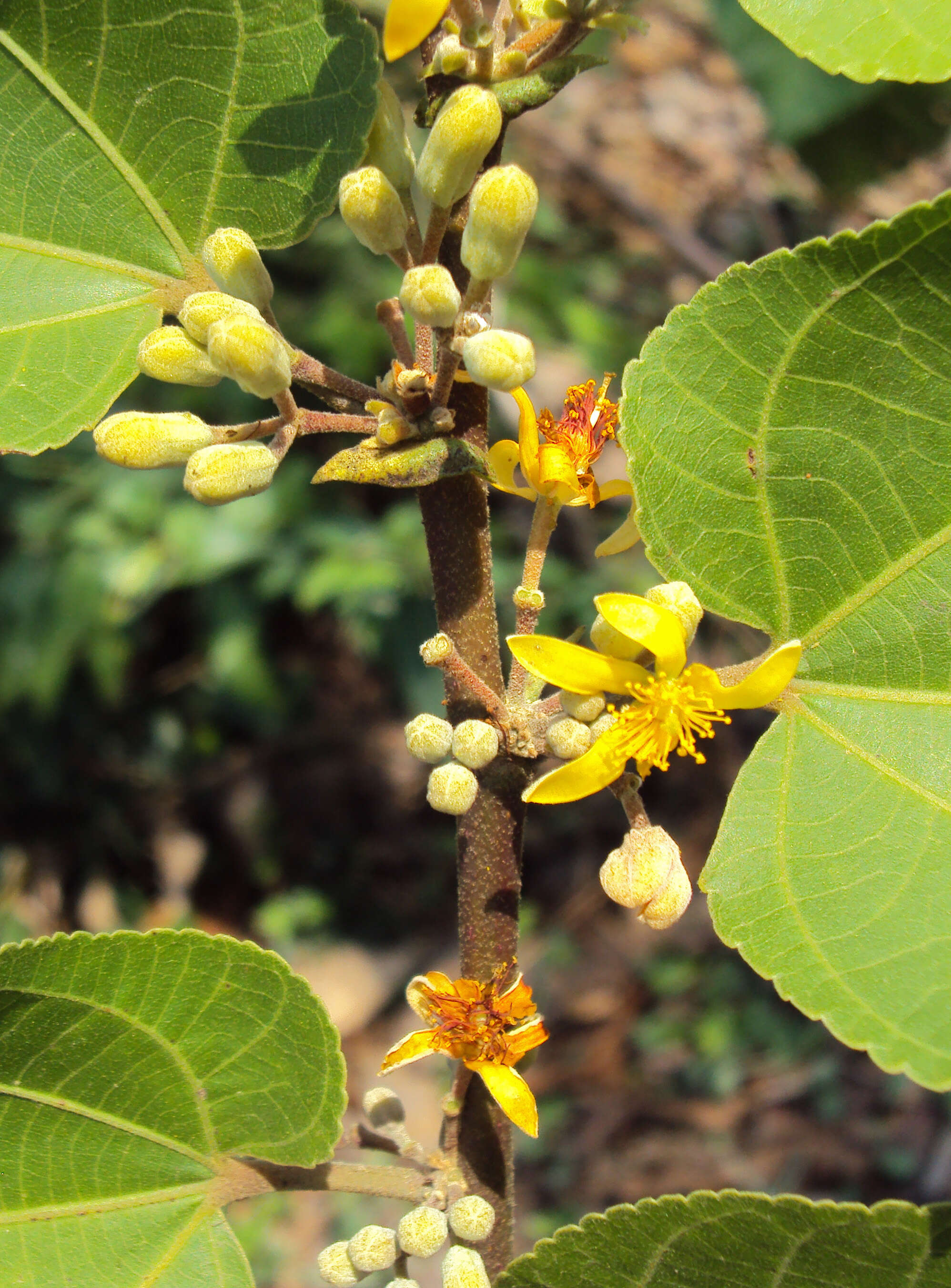 Image of Grewia tiliifolia Vahl