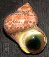 Image of cat's-eye shell