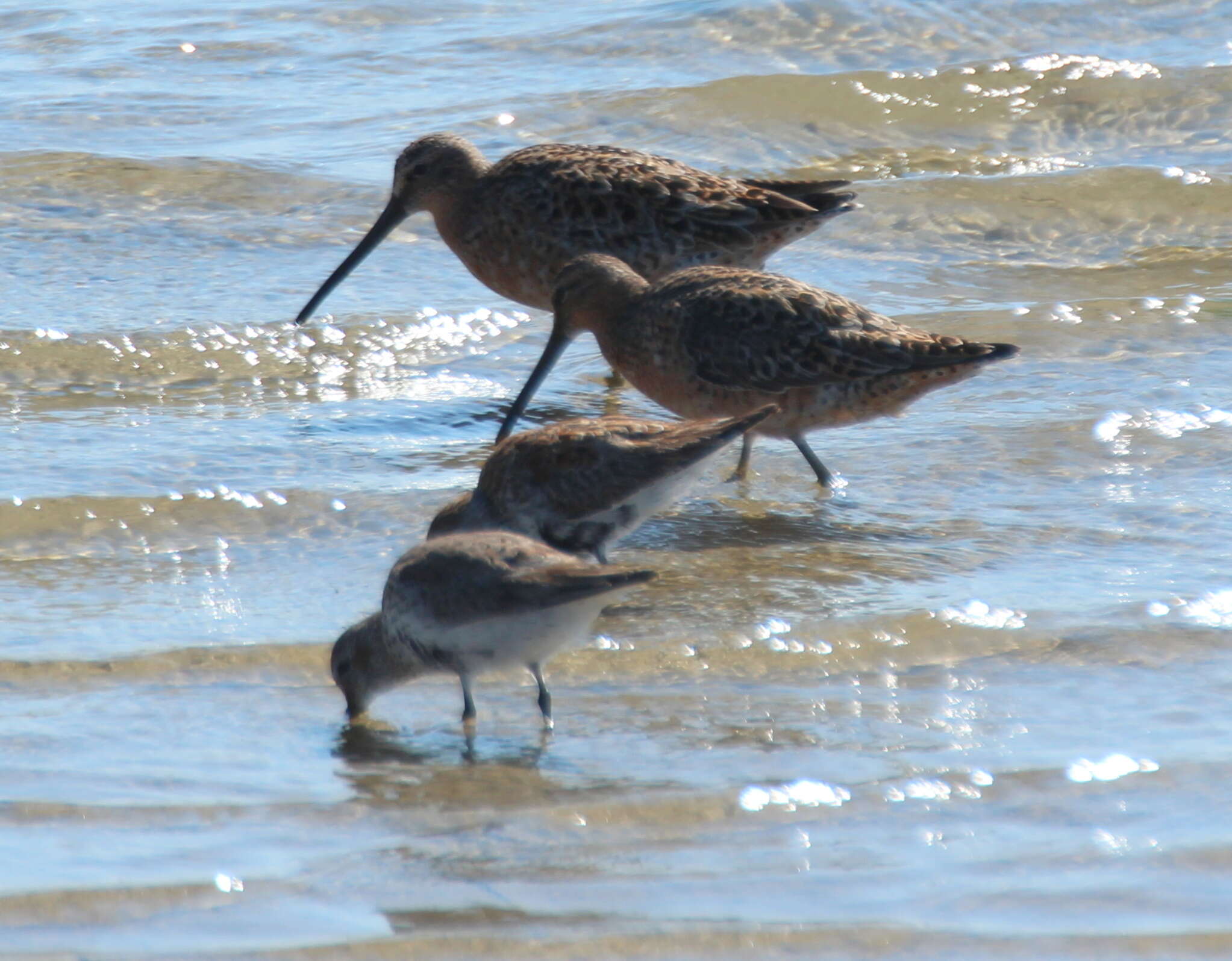 Image of Short-billed Dowitcher