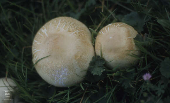 Image of Agaricus arvensis Schaeff. 1774