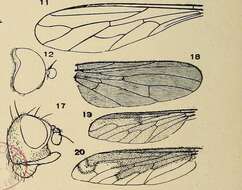 Image de Heterocheilidae McAlpine 1991