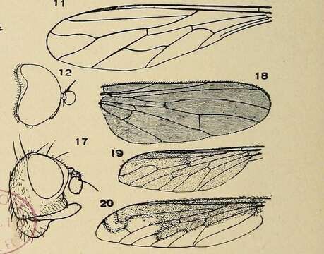 Plancia ëd Heterocheilidae McAlpine 1991