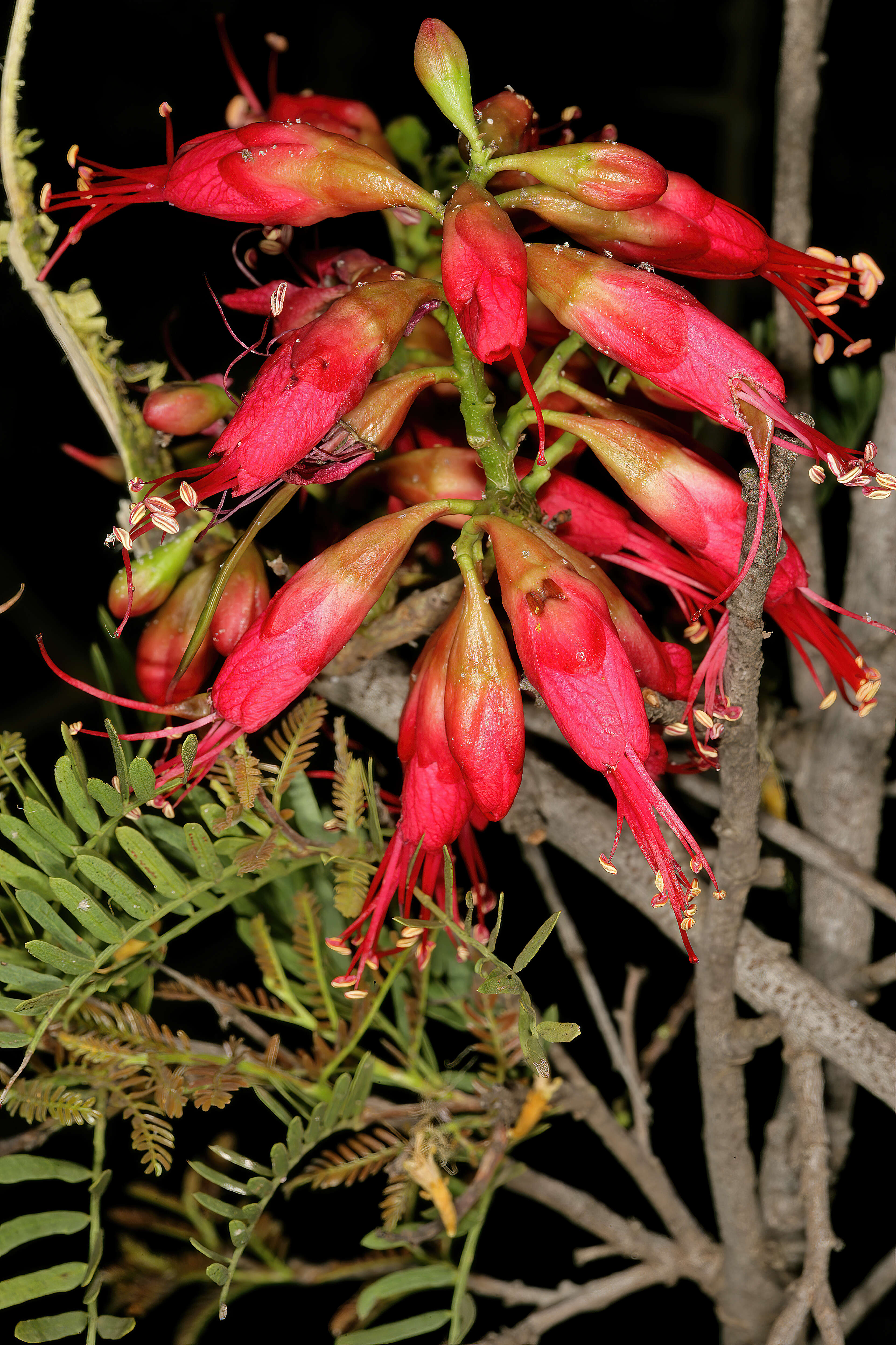 Image of Hottentot's Bean