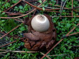 Plancia ëd Geastrum triplex Jungh. 1840