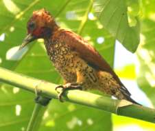 Image of Cinnamon Woodpecker