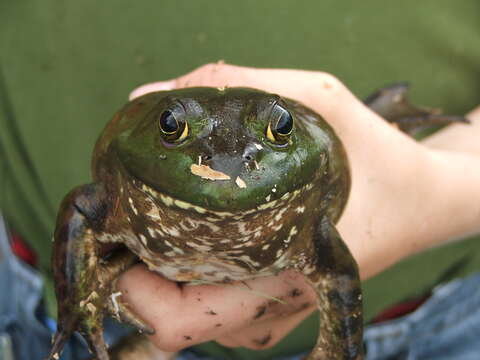 Image of African Bullfrog