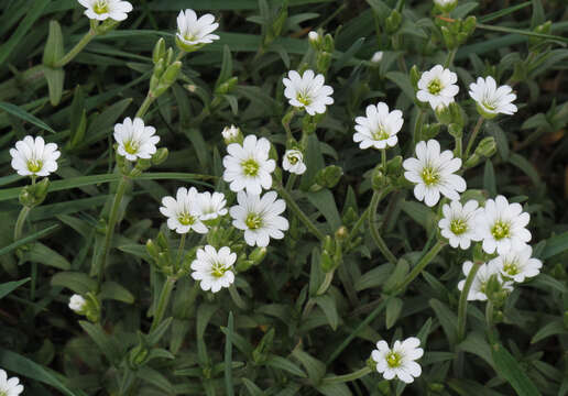 Image of field chickweed