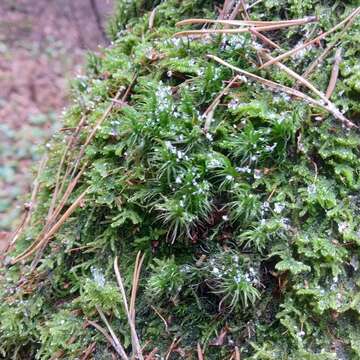 Image of Broom Moss