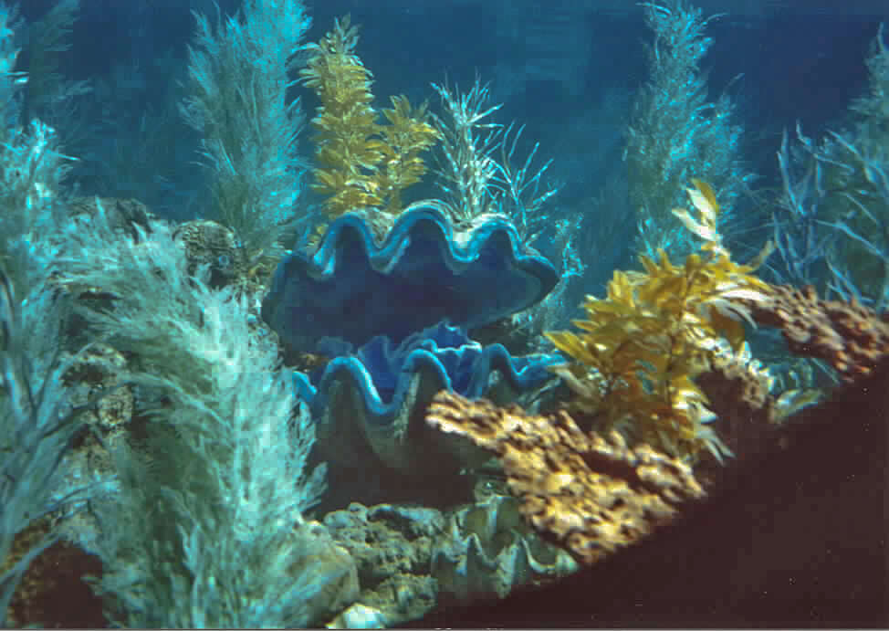 Image of Small giant clam