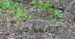 Image of White-throated monitor