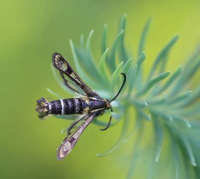 Image of Chamaesphecia empiformis