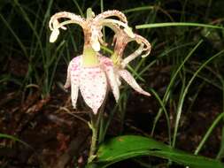 Image of Tricyrtis macropoda Miq.