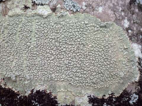 Image of Pertusaria pertusa