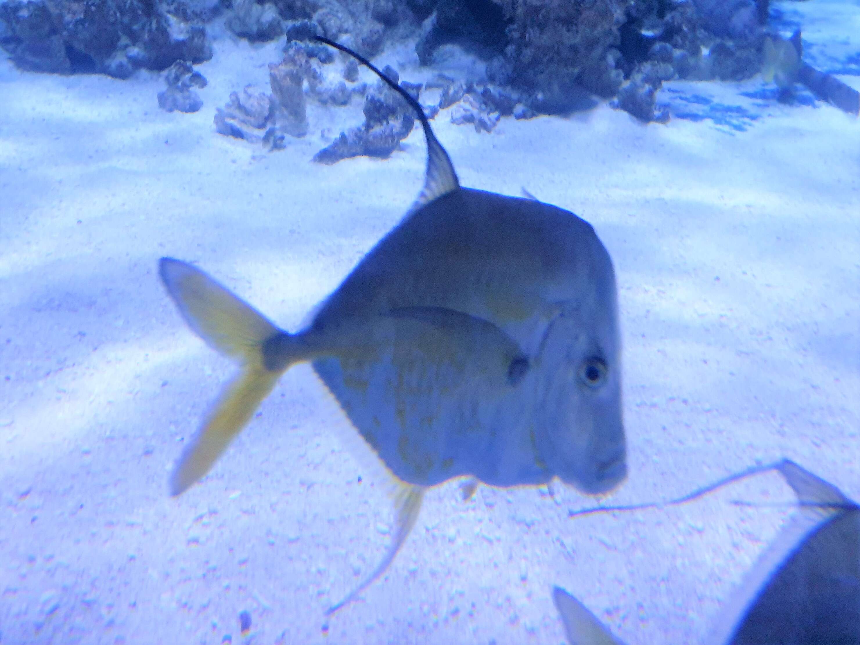 Image of Atlantic Lookdown