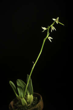 Image of Bulbophyllum tripetalum Lindl.