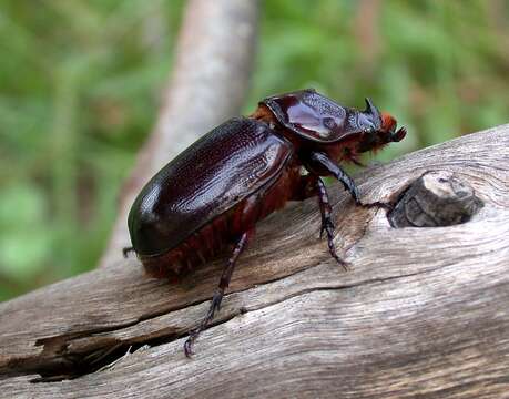 Image of Asian rhinoceros beetle