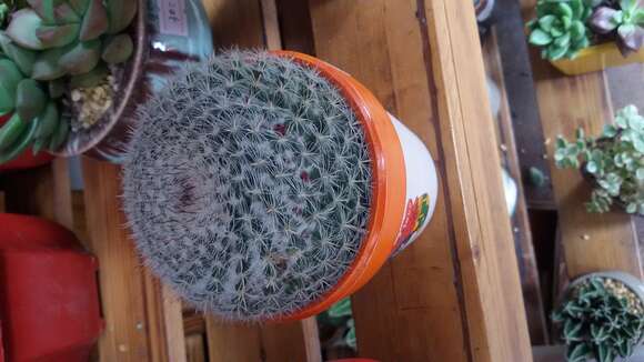 Echinopsis tubiflora resmi