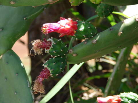 Image of cochineal nopal cactus