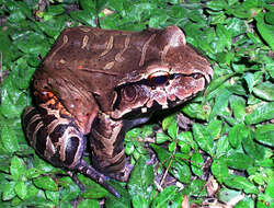 Image of Leptodactylus knudseni Heyer 1972