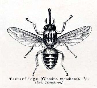 Image of Glossina morsitans Westwood 1851