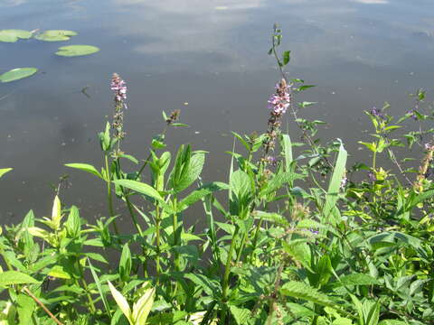 Image of Hedge-nettle