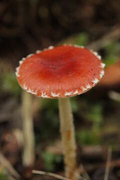 Image de Leratiomyces ceres (Cooke & Massee) Spooner & Bridge 2008