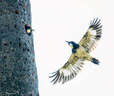 Image of Acorn Woodpecker