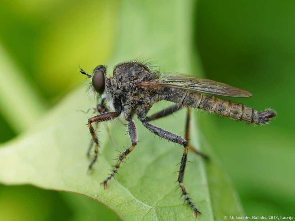 Image de Tolmerus cingulatus