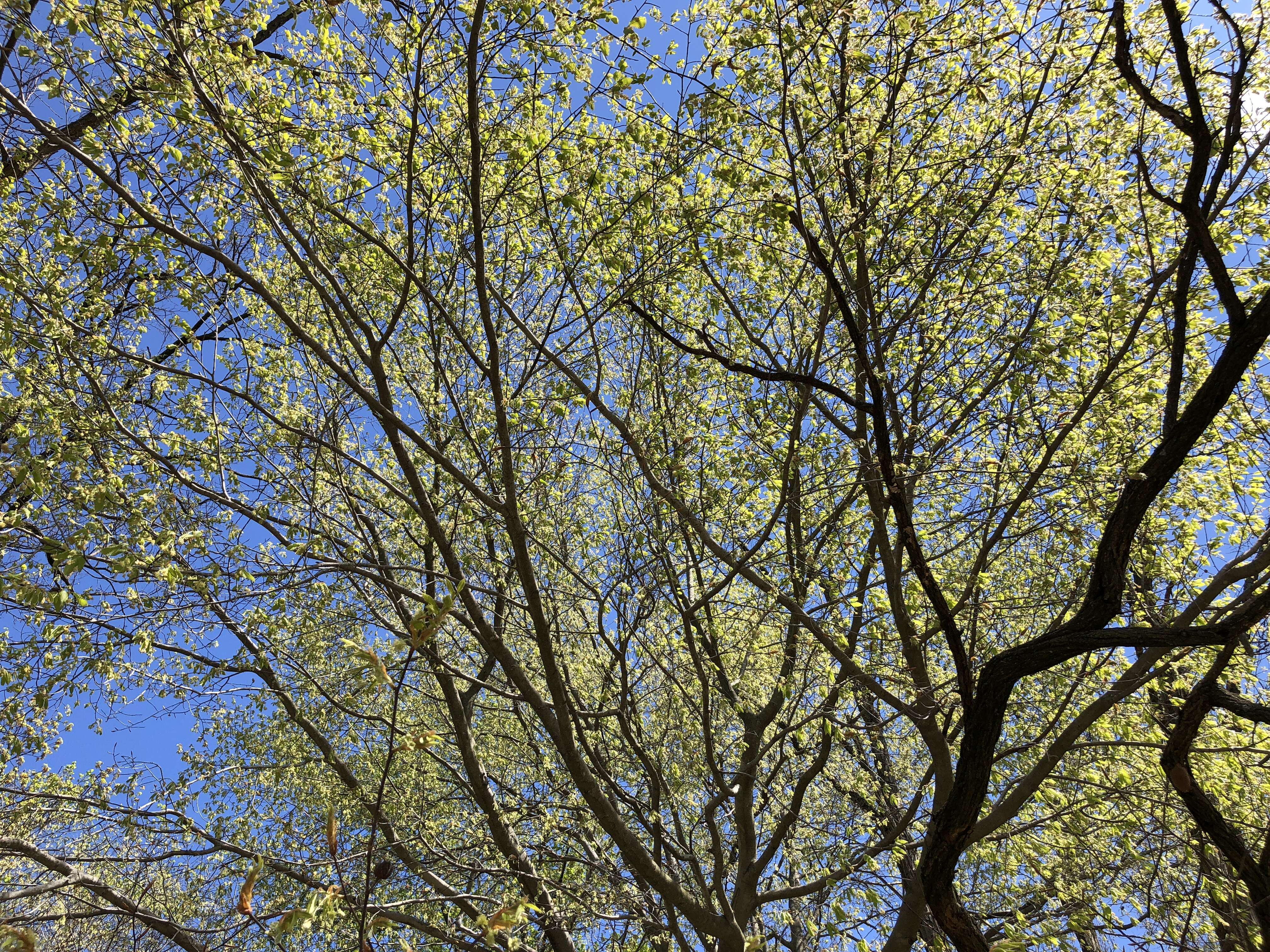 Image de Hêtre à grandes feuilles