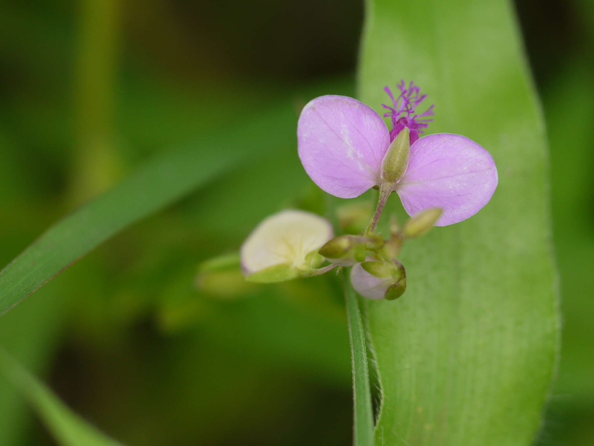 Image of Polygala persicariifolia DC.