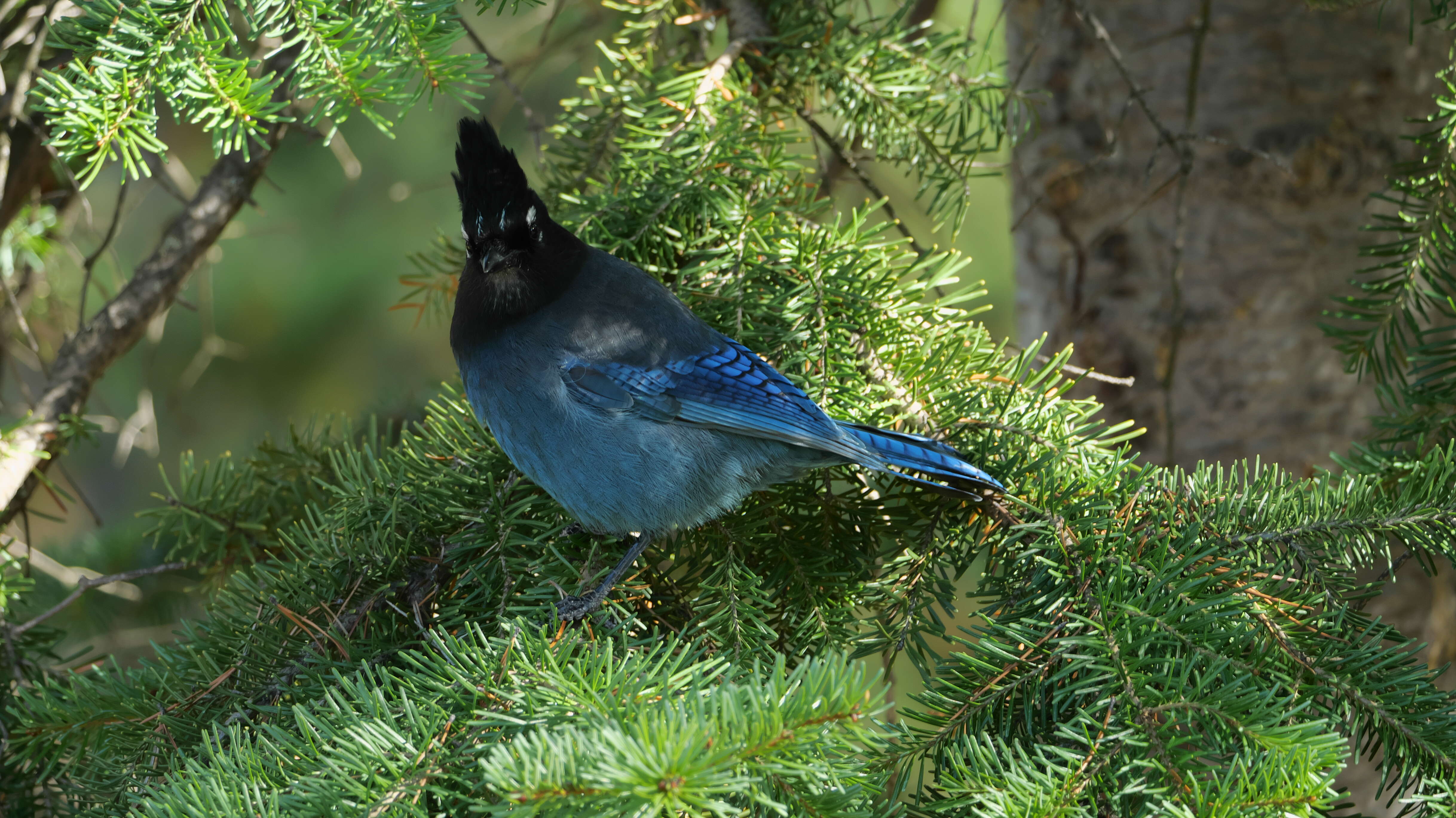 Image of Steller's Jay