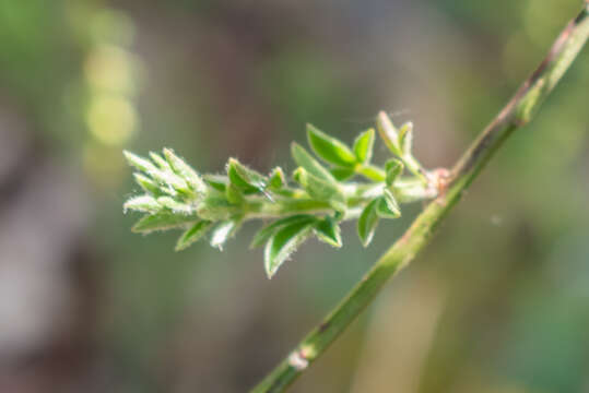 Image of Broom