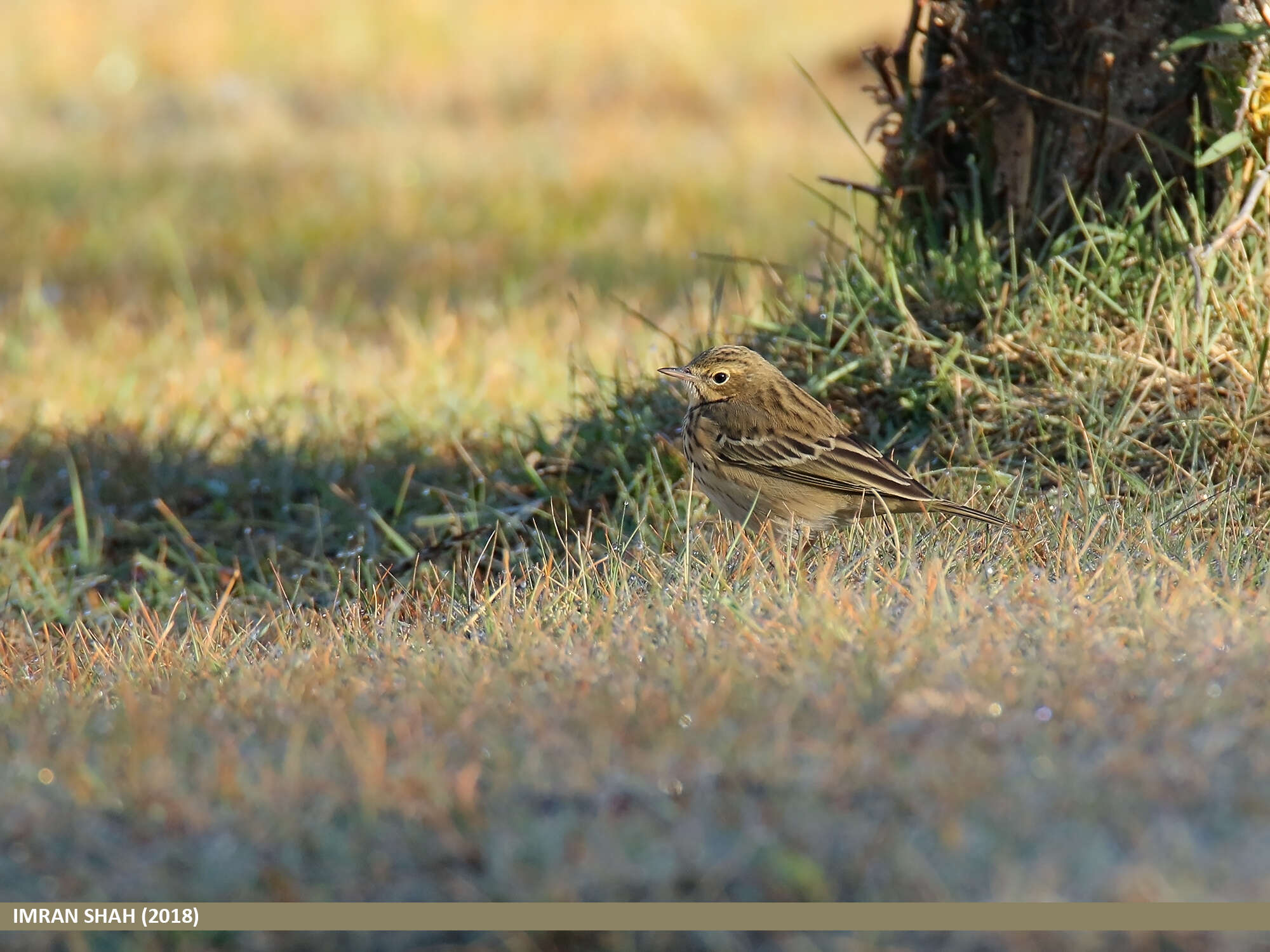 Image of Tree Pipit