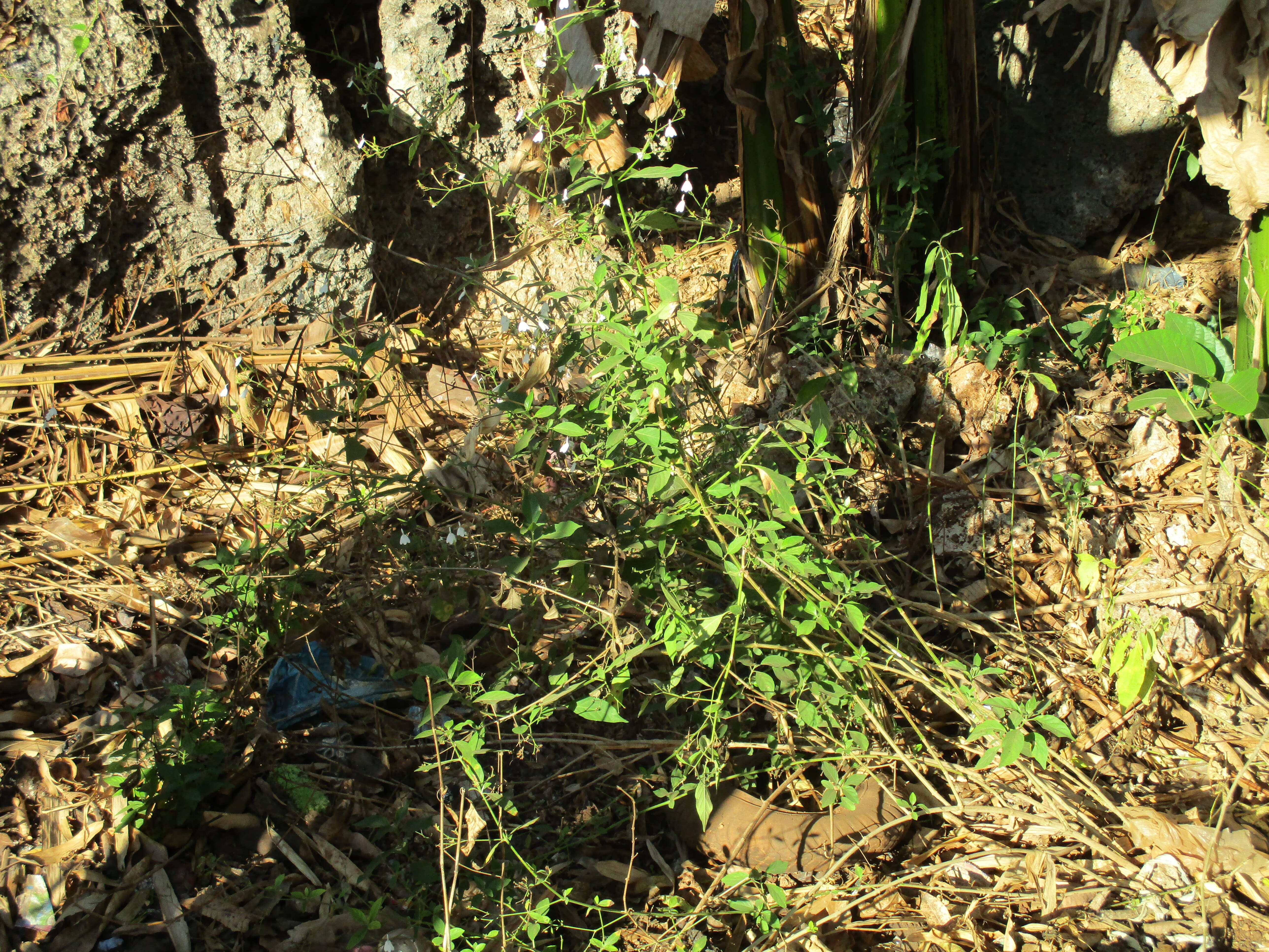 Rhinacanthus nasutus (L.) Kuntze resmi