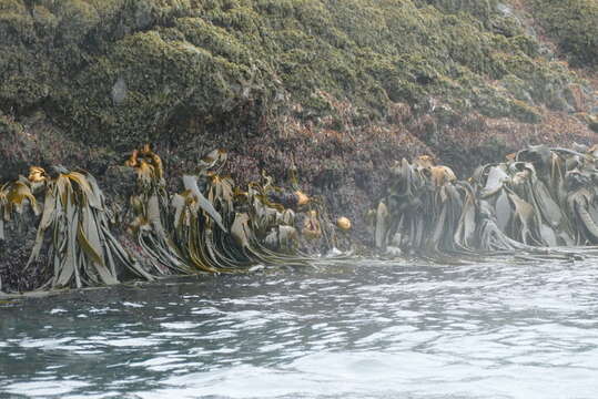 Image of New Zealand bull kelp