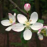 Imagem de Malus sylvestris Mill.