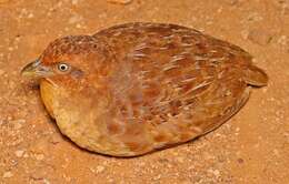 Image of Little Button-quail