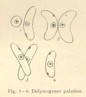 Imagem de Didymogenes Schmidle 1905