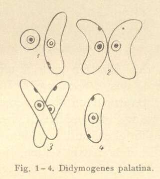 Image of Didymogenes Schmidle 1905