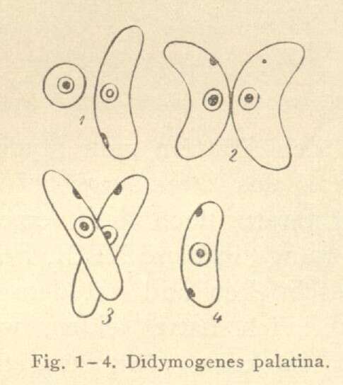 Image de Didymogenes Schmidle 1905