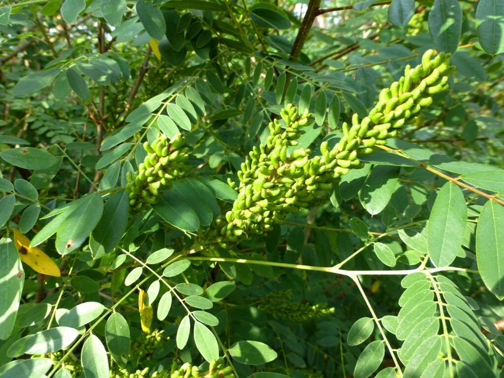 Image of desert false indigo