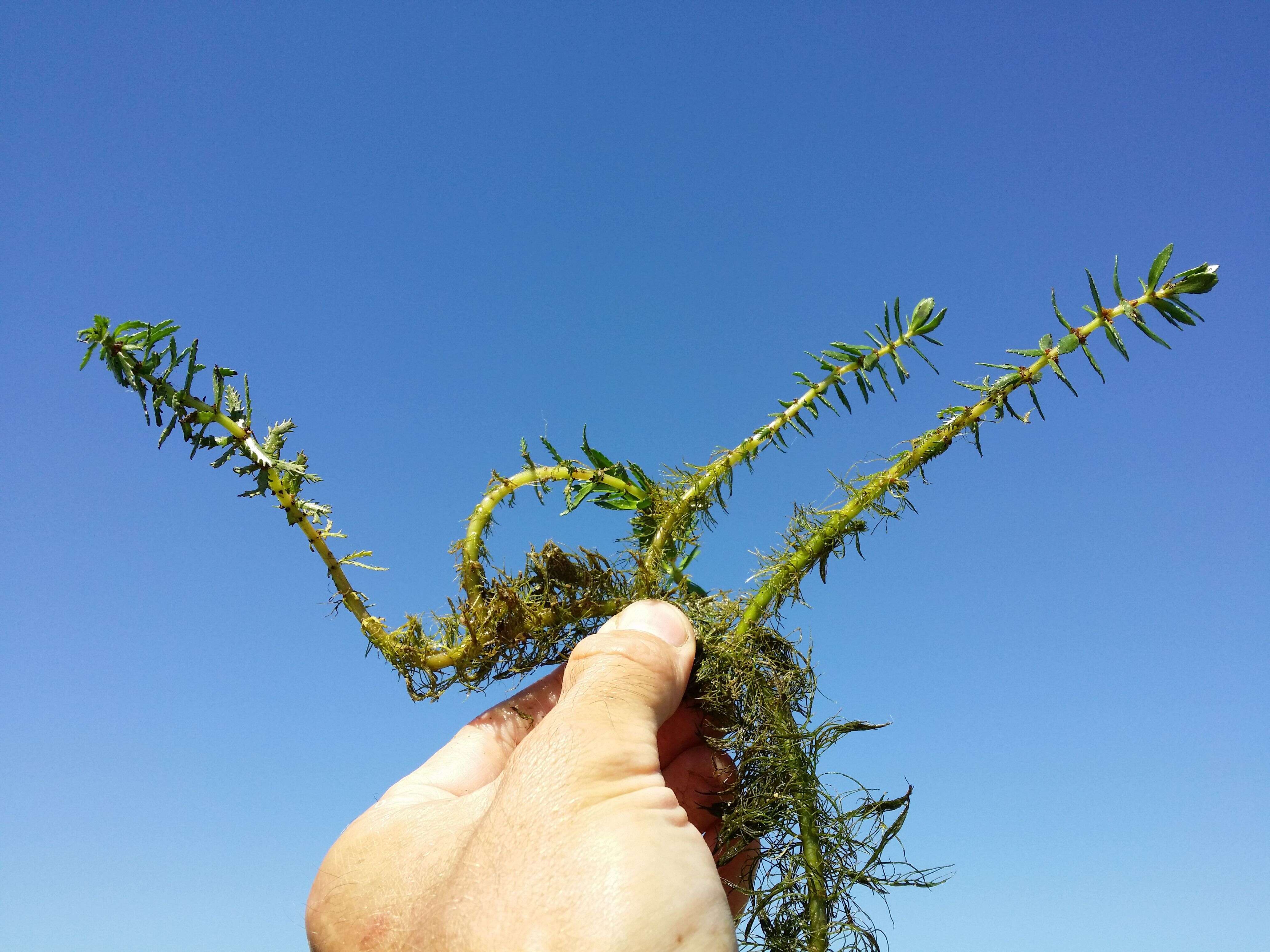 Imagem de Myriophyllum heterophyllum Michx.