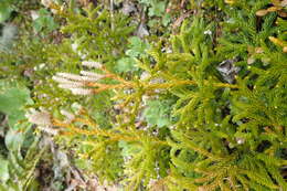 Imagem de Austrolycopodium fastigiatum (R. Br.) Holub