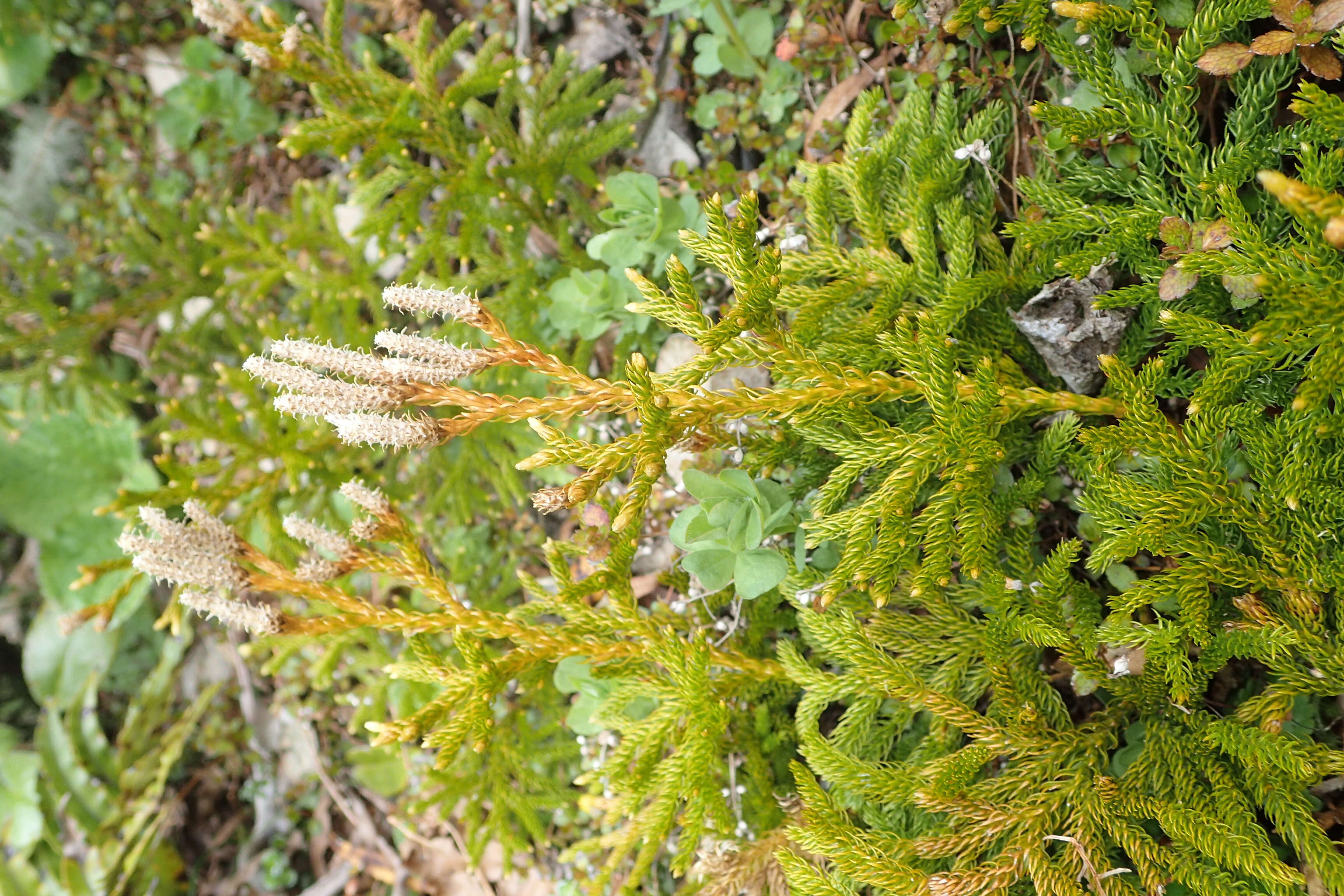 Imagem de Austrolycopodium fastigiatum (R. Br.) Holub