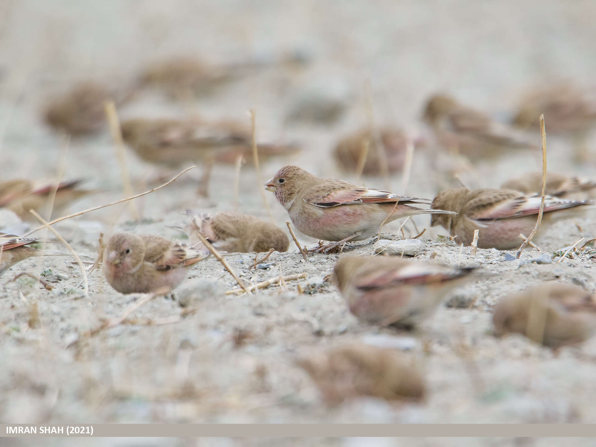 Image of Mongolian Finch