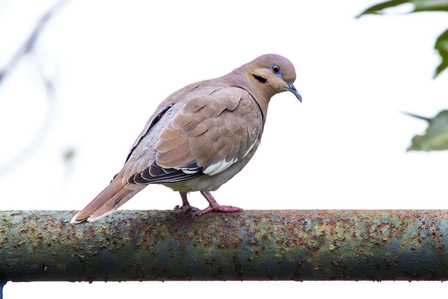 Image of White-winged Dove