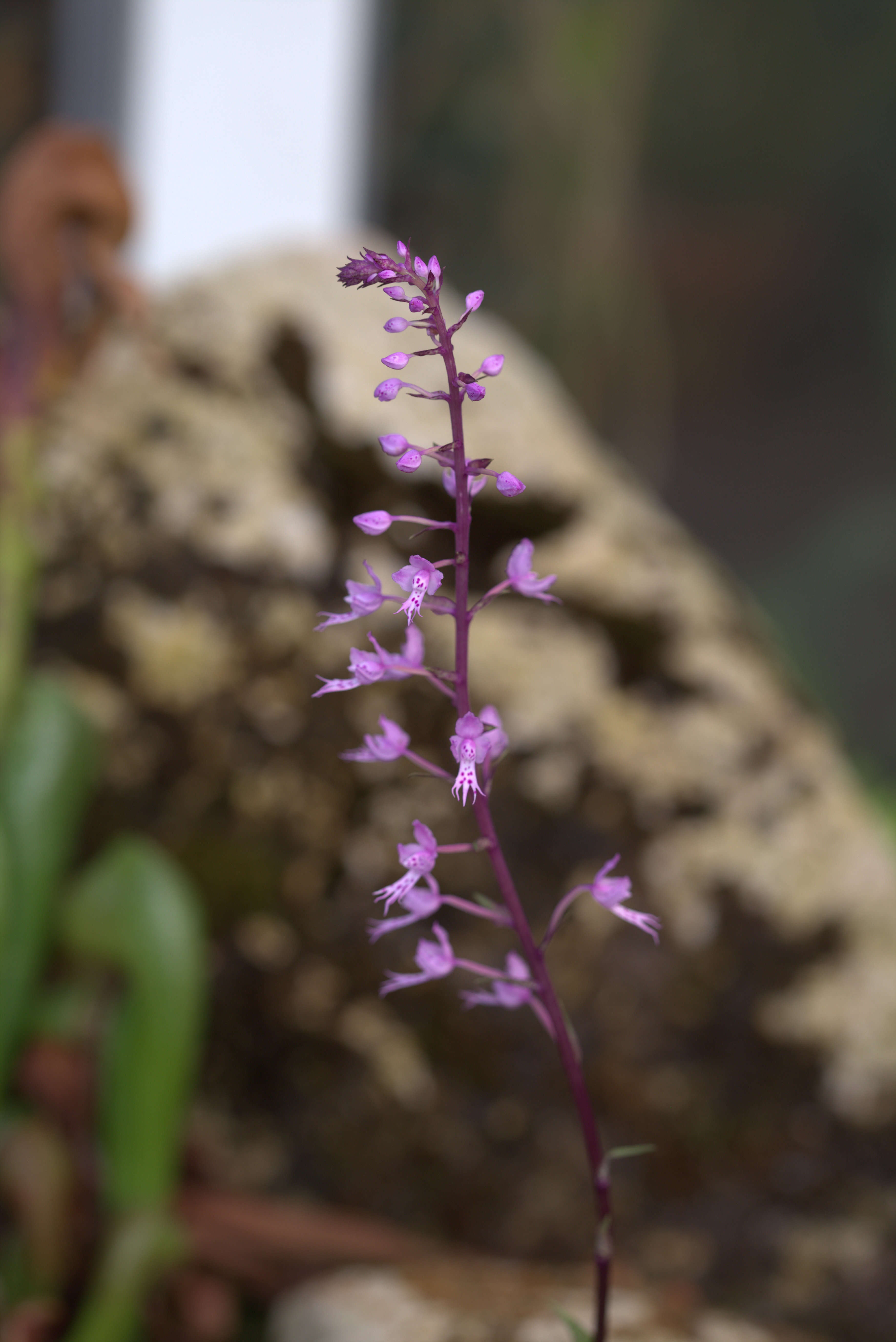 Image of Stenoglottis longifolia Hook. fil.