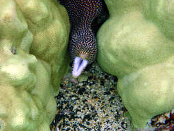 Image of Turkey moray